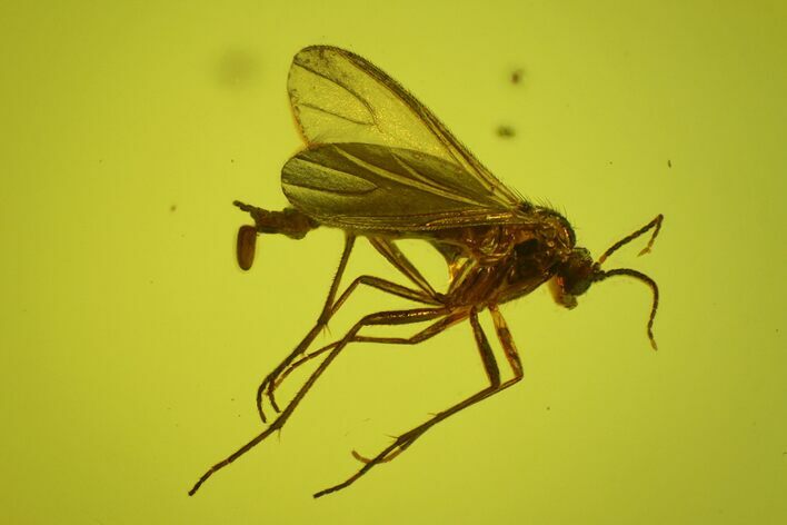 Fossil Fly (Diptera) With Egg In Baltic Amber - Jewelry Quality #200136